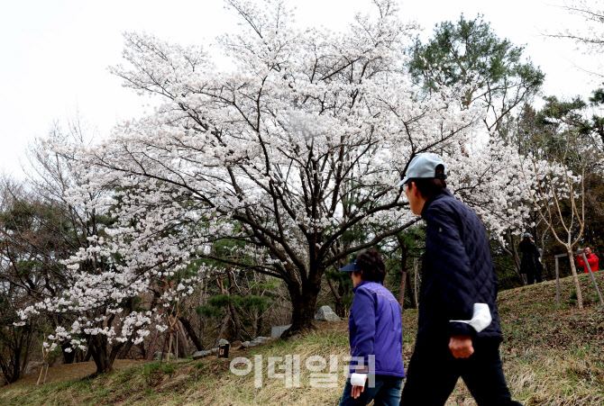 만개한 벚꽃                                                                                                                                                                                       
