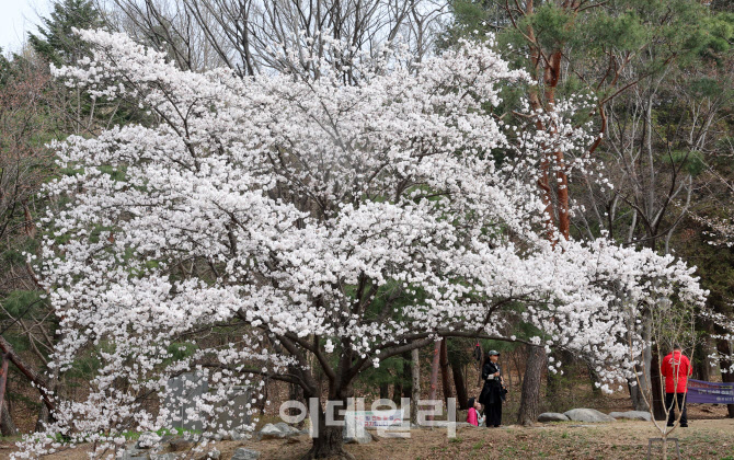 벌써 만개한 벚꽃                                                                                                                                                                                  
