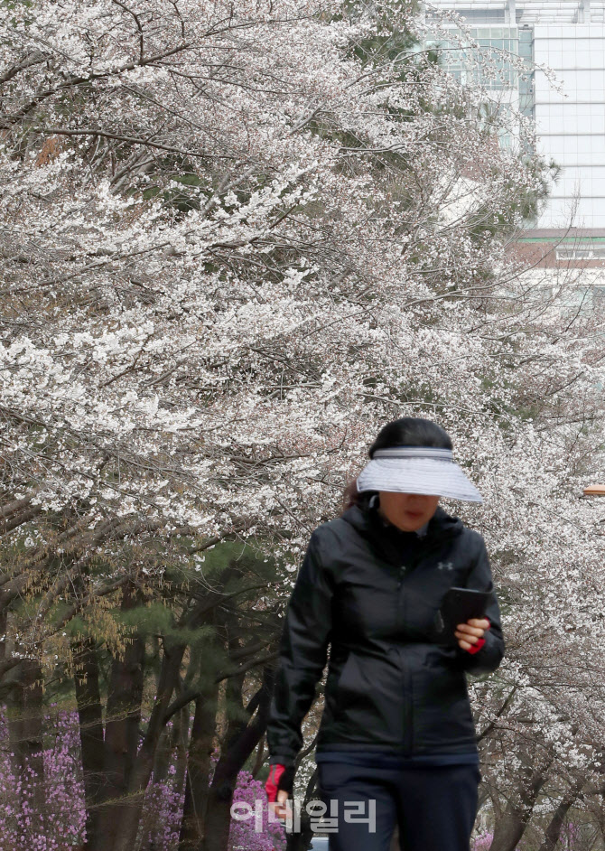 다음주면 만개할 벚꽃                                                                                                                                                                              