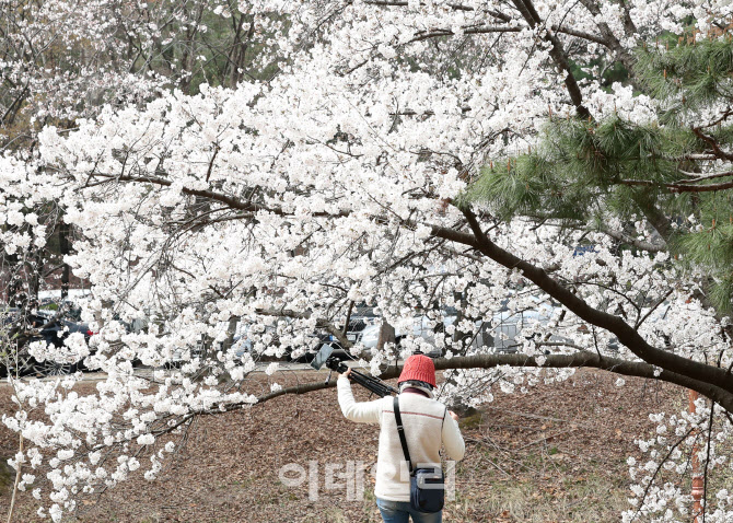 봄볕 아래 즐기는 산책                                                                                                                                                                             