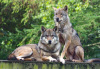 英 동물원, 우두머리 죽자 나머지 늑대들 안락사…“이상행동 때문”