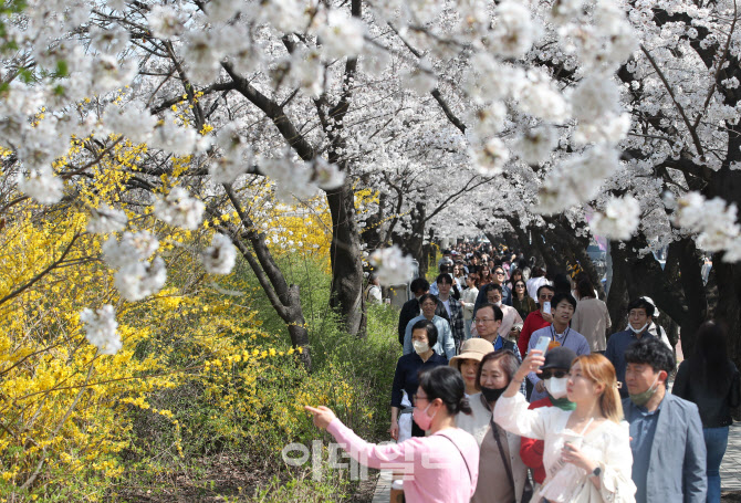 '벚꽃 절정'                                                                                                                                                                             