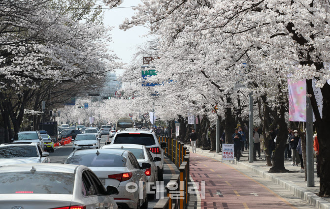 '여의도 벚꽃길, 1일부터 교통통제'                                                                                                                                                       