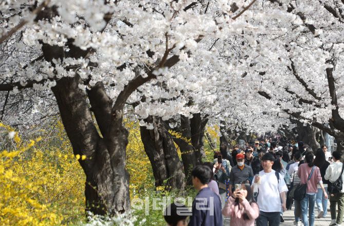 '여의도 벚꽃길 산책하는 시민들'                                                                                                                                                         