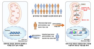 난치성 위암의 숨겨진 항암제 저항 메커니즘 규명