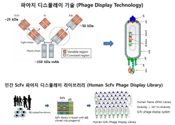 [임상 업데이트] 파멥신, 고형암 면역항암제 ‘PMC-309’ 호주 1상 승인