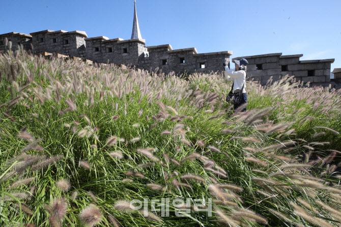 '가을의 향연' 수크령                                                                                                                                                                    