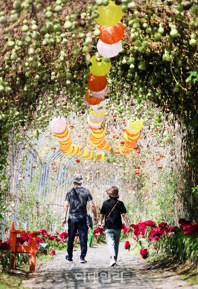 각양각색의 넝쿨식물들                                                                                                                                                                             