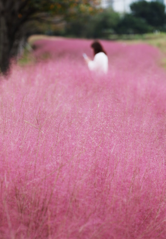  핑크빛으로 물든 가을                                                                                                                                                                             