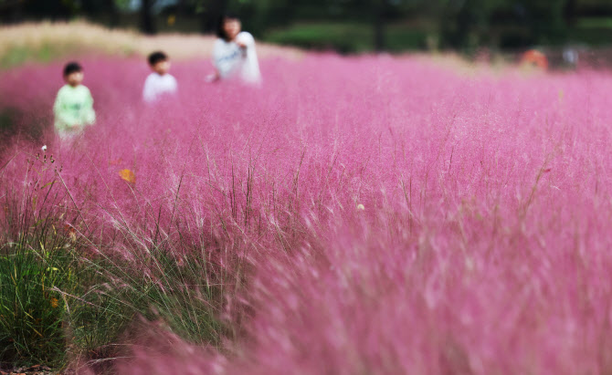  가을, 핑크뮬리의 계절                                                                                                                                                                            