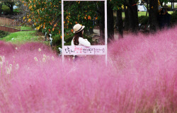 [포토] 핑크빛 가을                                                                                                                                                                                      