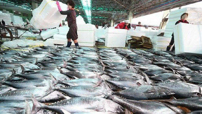 9일부터 부산에서 '남방참다랑어 보존위' 총회…어획량 결정
