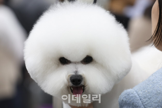 매력 뽐내는 비숑                                                                                                                                                                                  