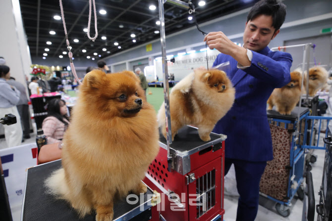 빛이나는 포메리안                                                                                                                                                                                 