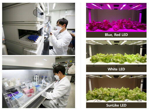 Seoul Semiconductor Confirms Natural Light LED Promotes Plant Growth and Nutrient Increase