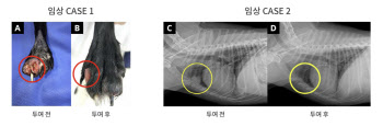 ‘반려견 항암제’ 출시임박 박셀바이오, 매출전선 청신호