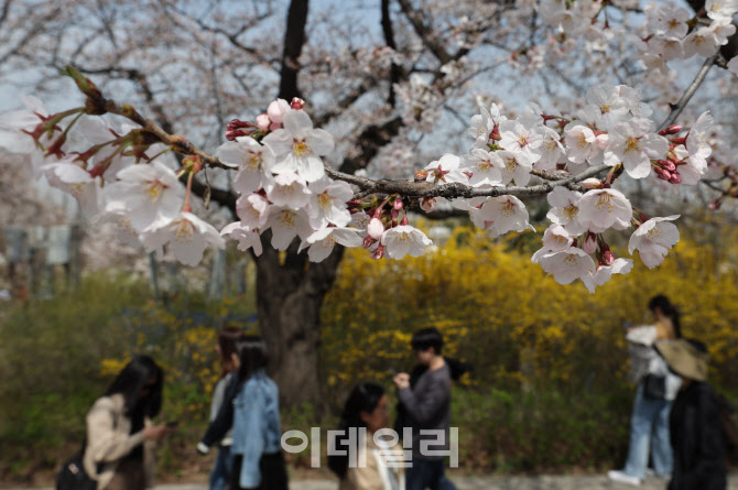 '기다렸던 벚꽃 개화'                                                                                                                                                                    