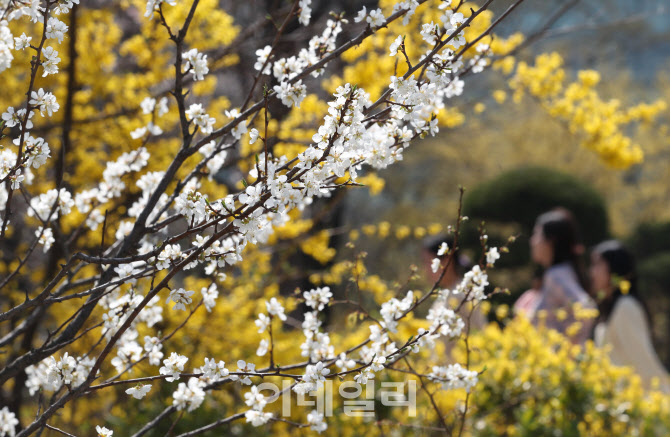 '여의도 벚꽃축제는 지금부터'                                                                                                                                                            