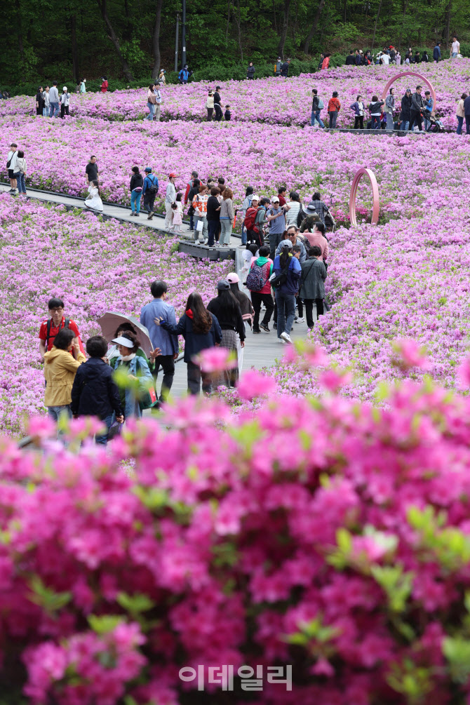 '핑크빛 철쭉길'                                                                                                                                                                         