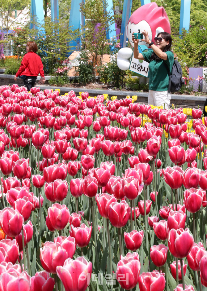 ‘1억 송이 꽃들이 활짝’                                                                                                                                                                          