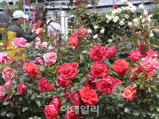  장미 정원                                                                                                                                                                                        