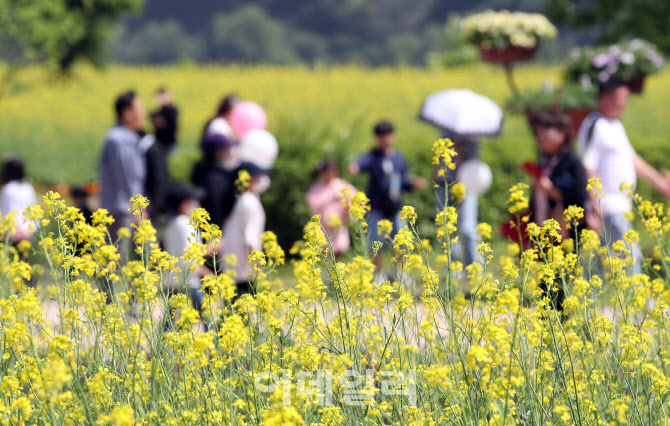 '유채꽃 산책길'                                                                                                                                                                         