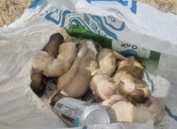 탯줄 달린 강아지들 비닐봉지에 버려져…태안 해수욕장서 발견