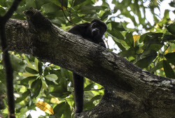 원숭이 나무서 사과처럼 떨어져…멕시코 폭염에 집단 추락
