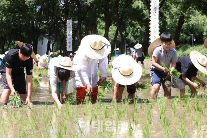 벼농사 학습장에서 모 심는 아이들                                                                                                                                                                  