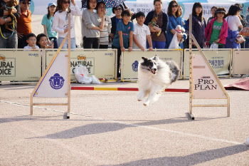 양천구 "반려동물 축제에 놀러오개"