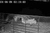"가축 뜯어 죽여 피범벅" 인천 농장, 들개 습격에 불안감 확산