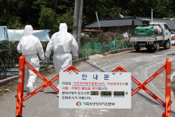 경북 영천서 아프리카돼지열병 발생…올해 네 번째