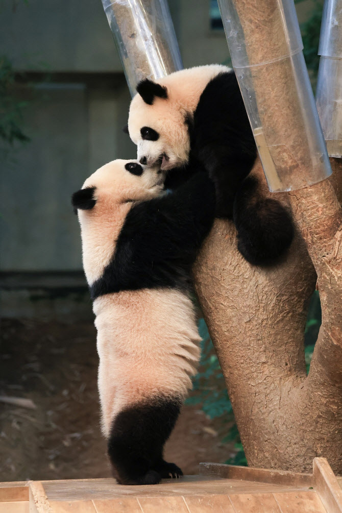  '루이바오·후이바오' 돌잡이 맞혀 보세요                                                                                                                                                