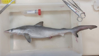‘바다의 포식자’ 상어 근육에서 코카인 검출된 이유
