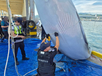 삼척항서 3톤 밍크고래 혼획…1억 1731만원에 위판