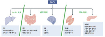 일라이릴리, 마운자로 韓 허가...한미약품 비만치료제 상용화 시점은