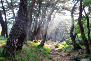 가을에 걷기 좋은 국립공원 ‘경주 삼릉숲길’ 등 7곳 선정