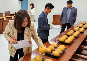 이번 주말 남양주 최고 '먹골배' 전시…배 활용 김치도 선보여