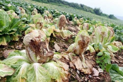 金배추·金시금치 이어 金토마토…일상 된 ‘먹거리 대란’