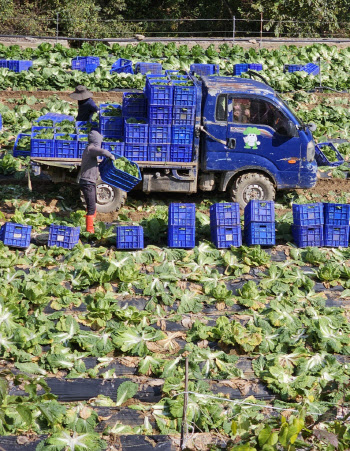 김장철 앞두고 배추·무 가격 강세…농식품부 "김장대책 이번주 발표"