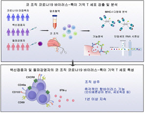 코로나19 백신 접종만으로도 코 조직에 기억 T 세포 유도