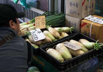 무 본격 출하되면 가격 내릴듯