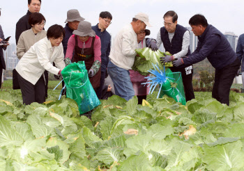 김장철 전야에도 금배추…한총리, 직접 나서 수급상황 점검