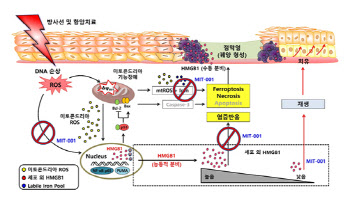 암치료 부작용인 중증 구강 점막염 치료 효과 확인