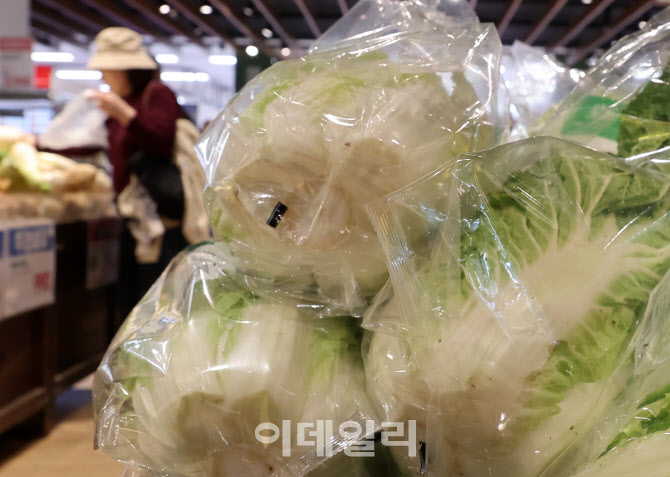 가을 배춧값 진정세                                                                                                                                                                                