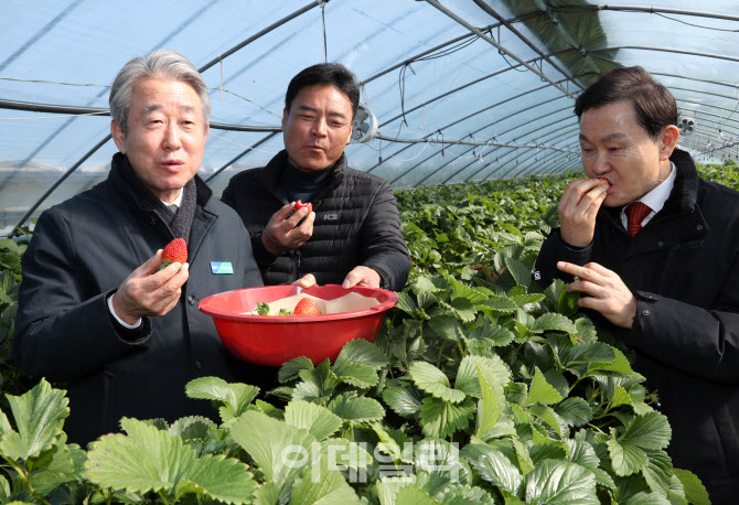  스마트팜 딸기 생육동향 점검하는 강호동 농협회장                                                                                                                                                  