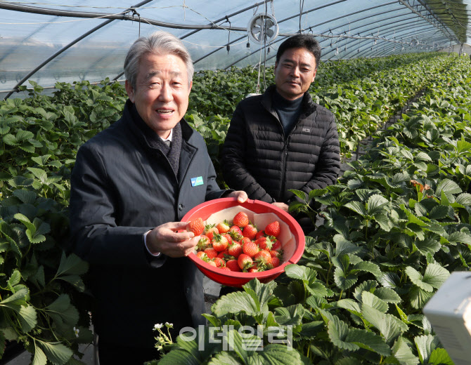  딸기 수확하는 강호동 농협회장                                                                                                                                                                    