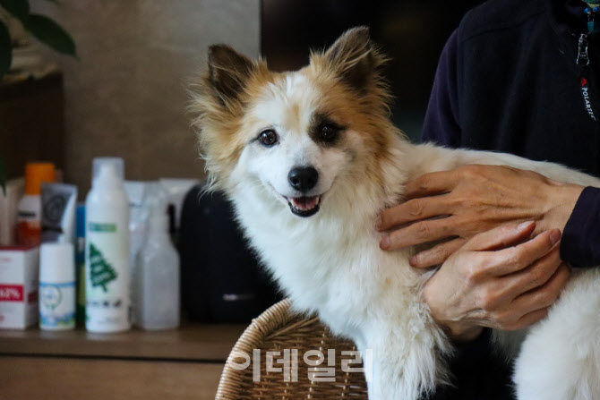 [단독]"우리랑 살자" 참사로 혼자된 푸딩이 뭉클한 근황
