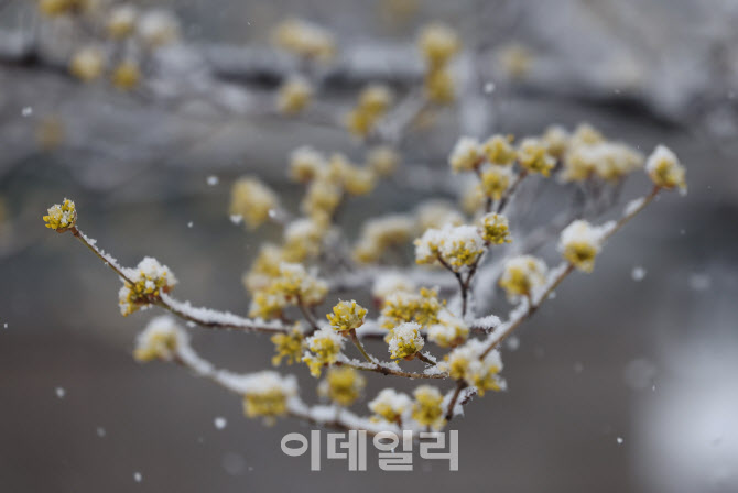 '봄꽃 위에 눈꽃'                                                                                                                                                                        