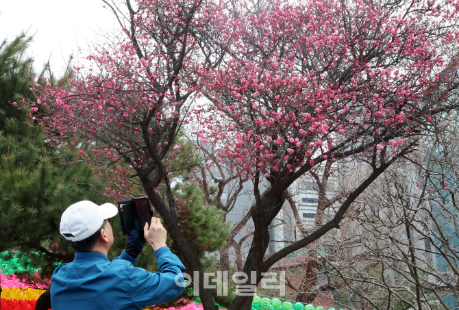 춘분에 홍매화 활짝                                                                                                                                                                                